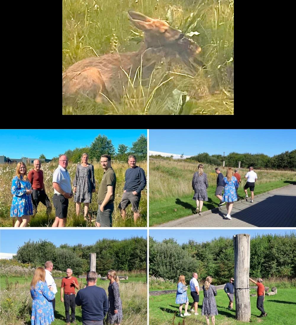 Rådyr fødsel & Bio-møde 2025