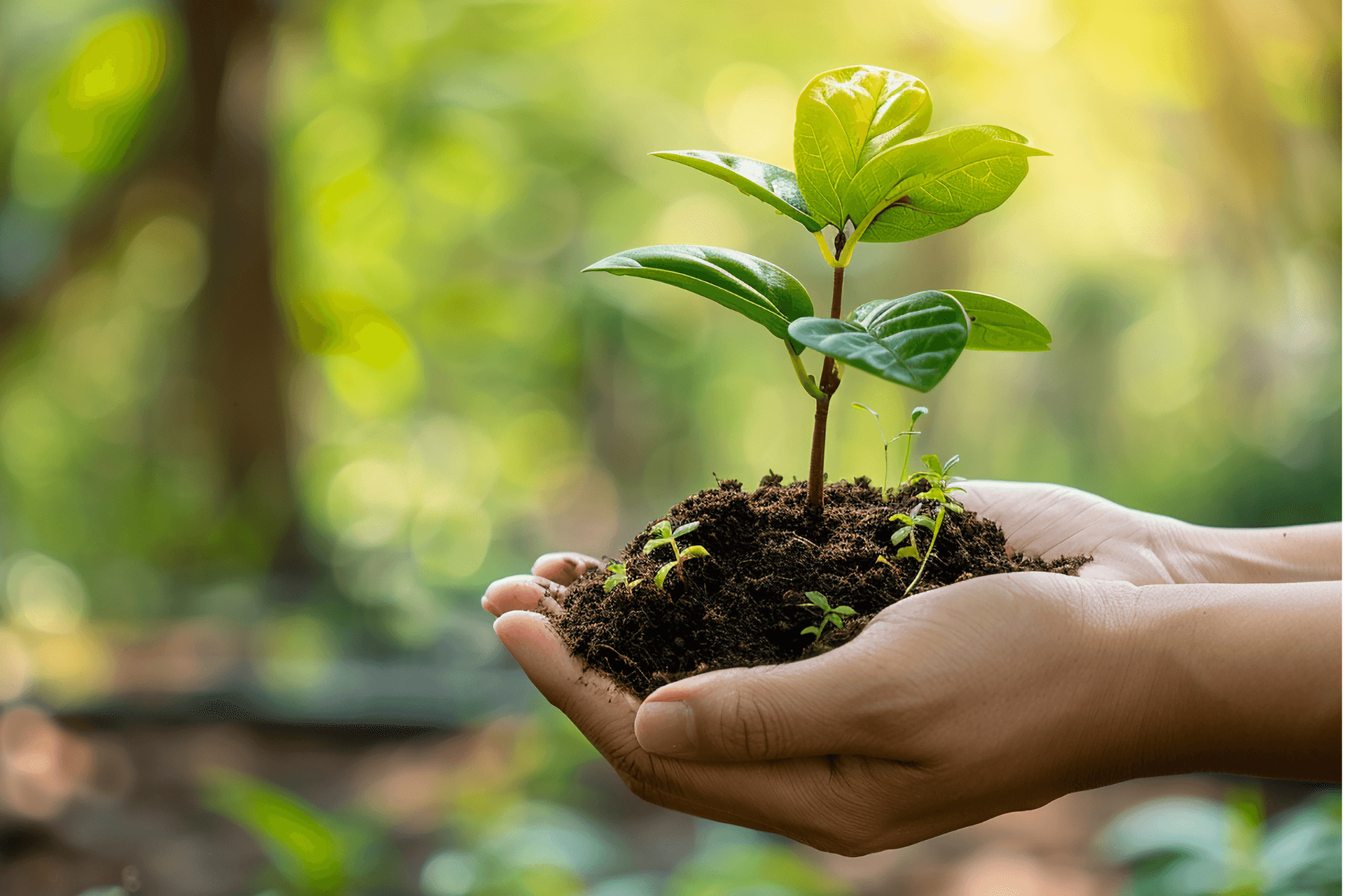 Sustanaible-Innovation-BIBUS-France